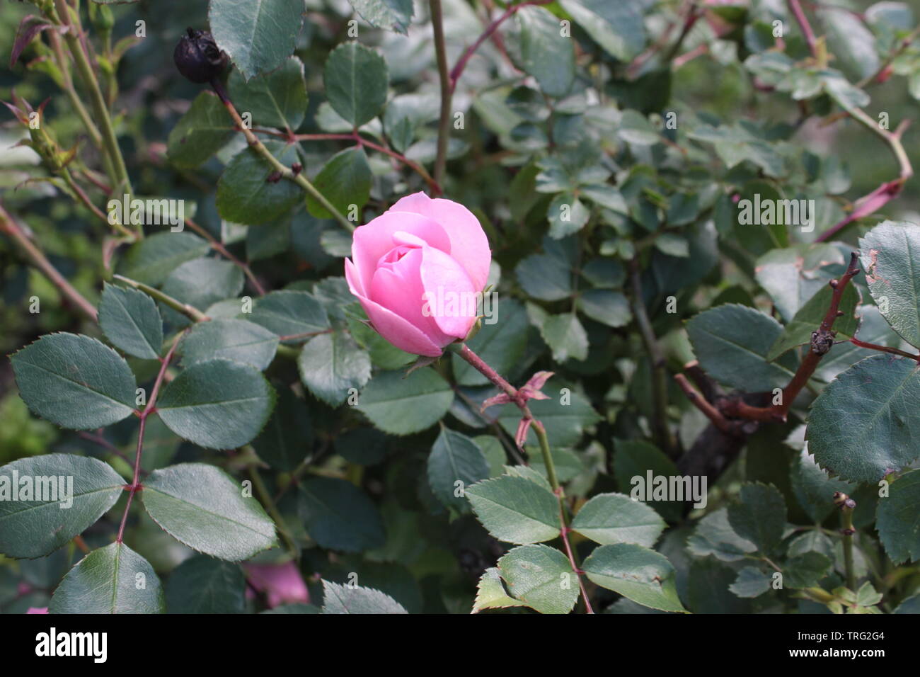 Rosen Sträucher Garten Stockfoto