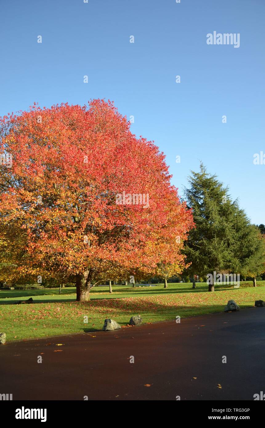 Amberbaum herbst Fotos und Bildmaterial in hoher Auflösung Alamy