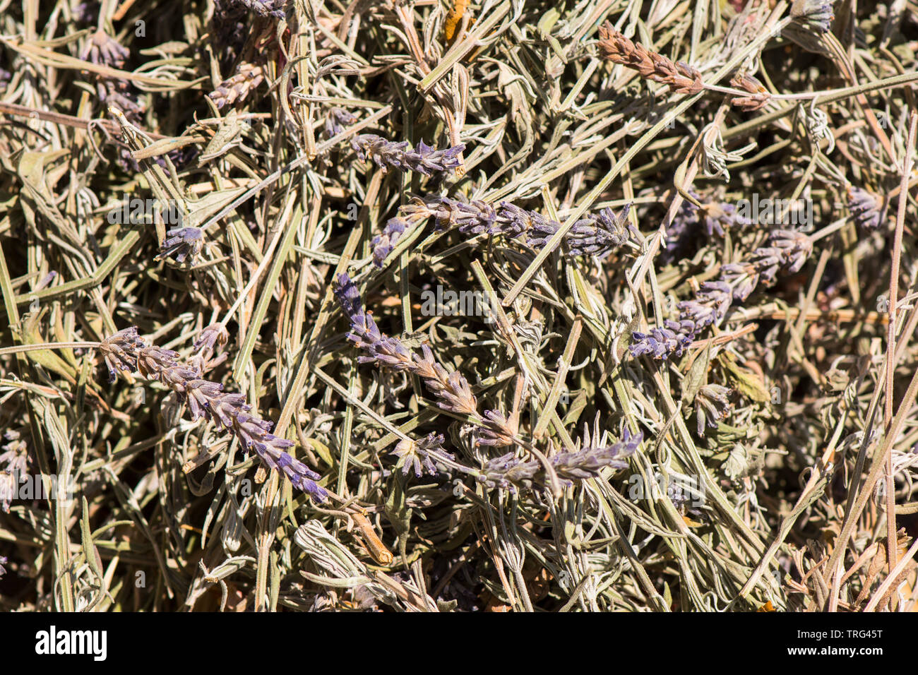 Lavendel Pflanzen gesammelt und Trocknen. Stockfoto