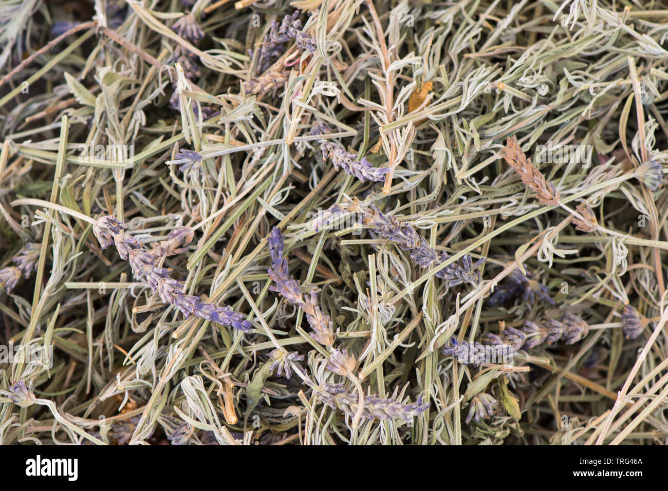 Lavendel Pflanzen gesammelt und Trocknen. Stockfoto
