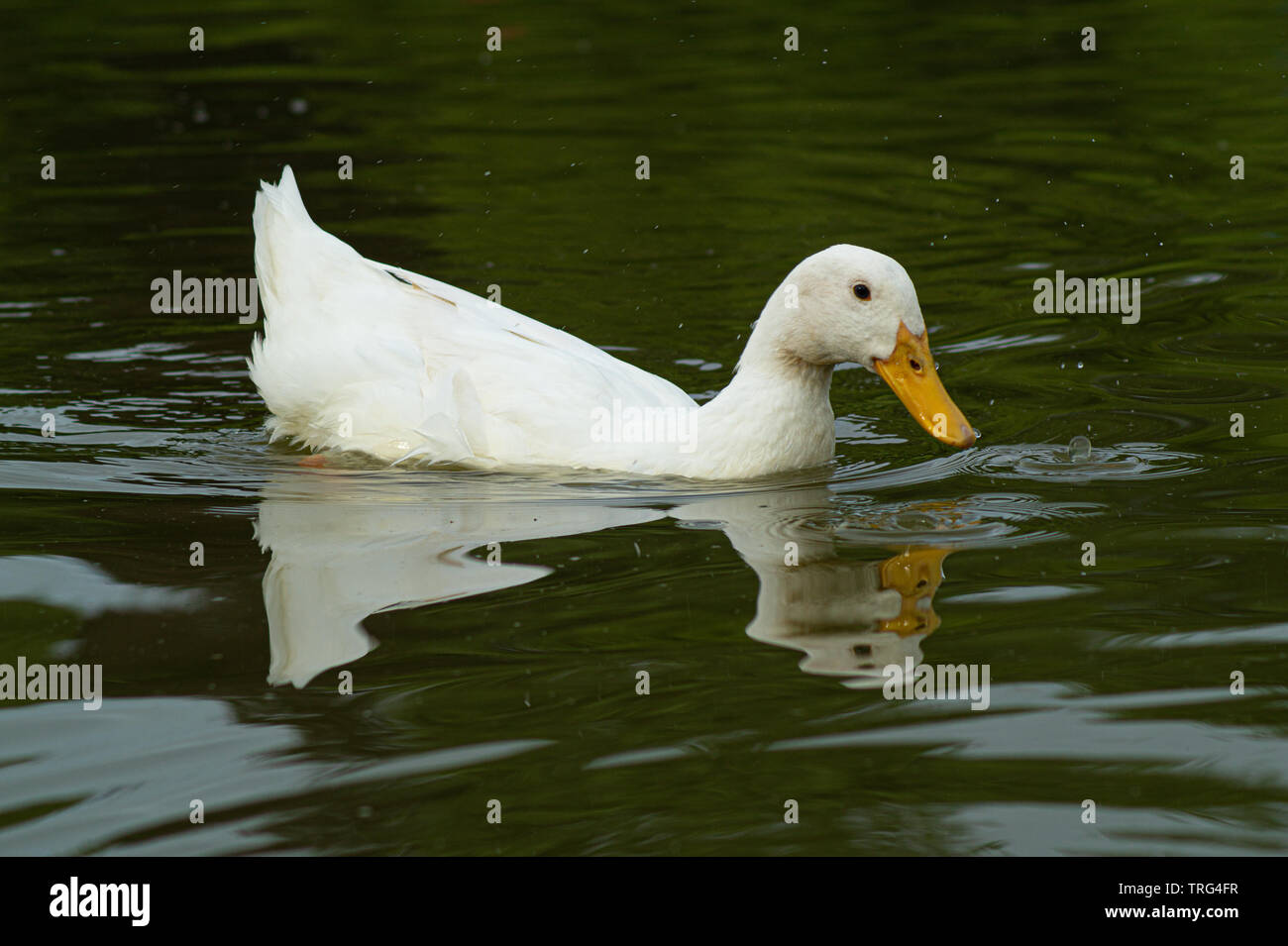 Große weiße amerikanische Heavy, Aylesbury, Pekin, Peking, Ente in See mit Reflexion niedrigen Winkel Wasserstand anzeigen Stockfoto