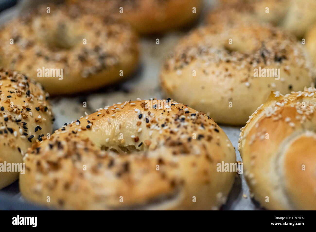 American Bagel frisch aus dem Ofen Stockfoto