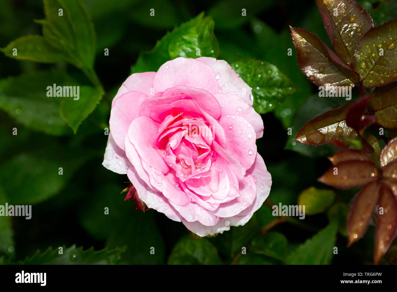 Nahaufnahme einer rosa flowerhead in einem englischen Country Garden Rose Stockfoto
