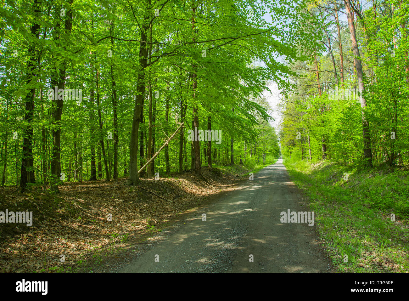Eine gerade Schotterstraße durch einen grünen Wald - pring anzeigen Stockfoto