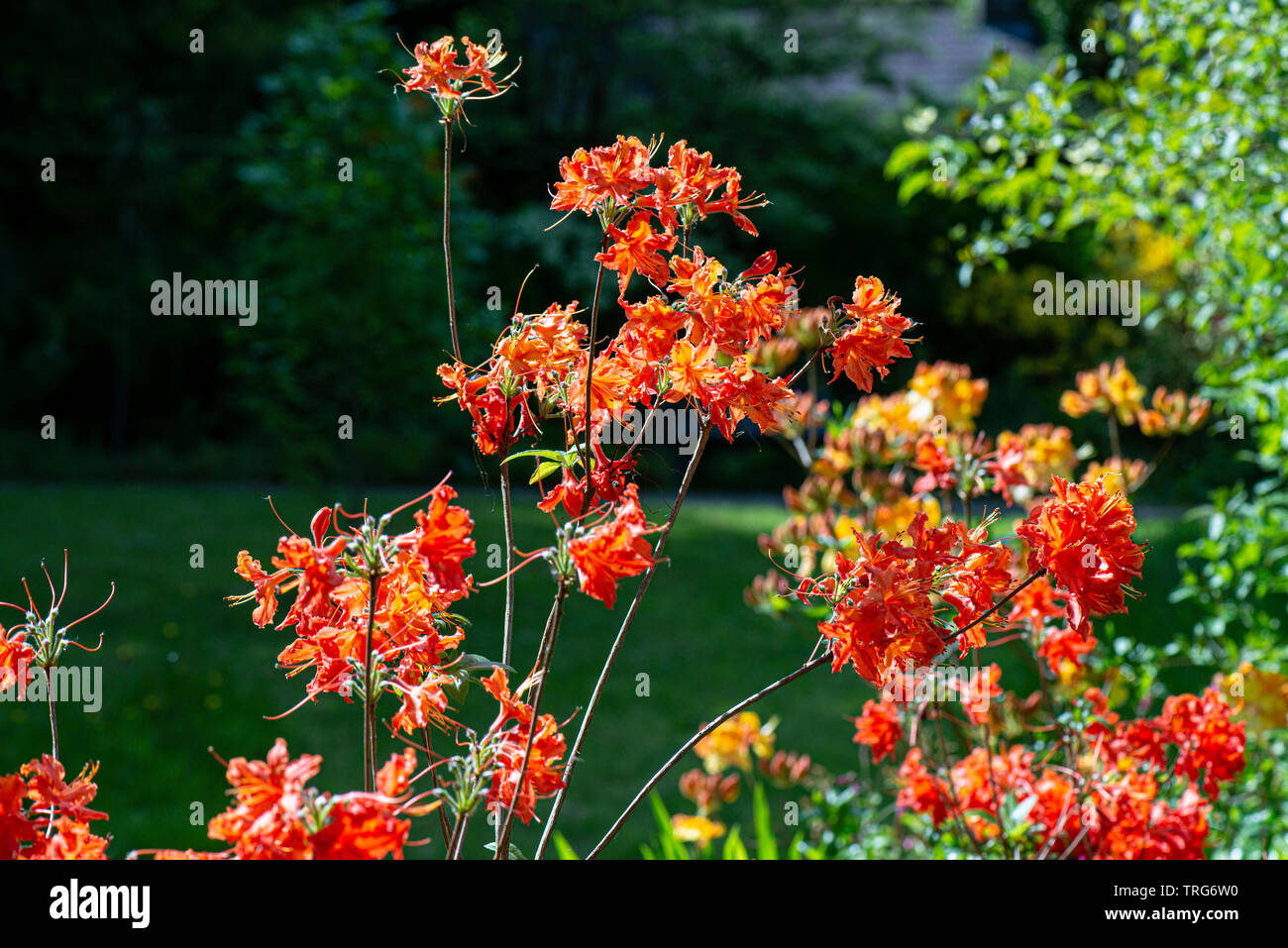 Die Blüten einer orangen Azalee Stockfoto