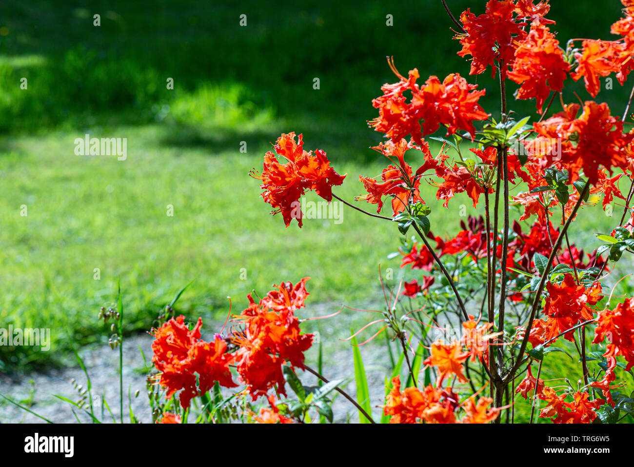 Die Blüten einer orangen Azalee Stockfoto