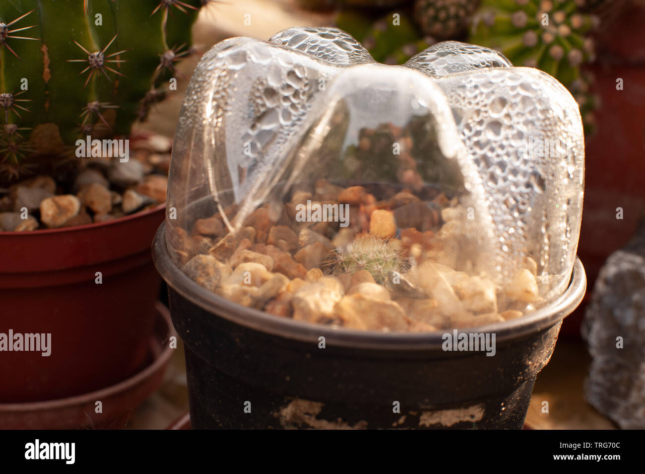 Vermehrungsmaterial Cactus schießt, Stecklinge und Förderung einer neuen Anlage in feuchten Behälter zu wachsen, Echinopsis, Echinopsis subdenudata, Ostern Lily Cactus Stockfoto