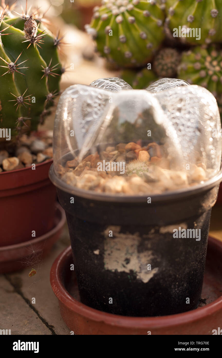 Vermehrungsmaterial Cactus schießt, Stecklinge und Förderung einer neuen Anlage in feuchten Behälter zu wachsen, Echinopsis, Echinopsis subdenudata, Ostern Lily Cactus Stockfoto