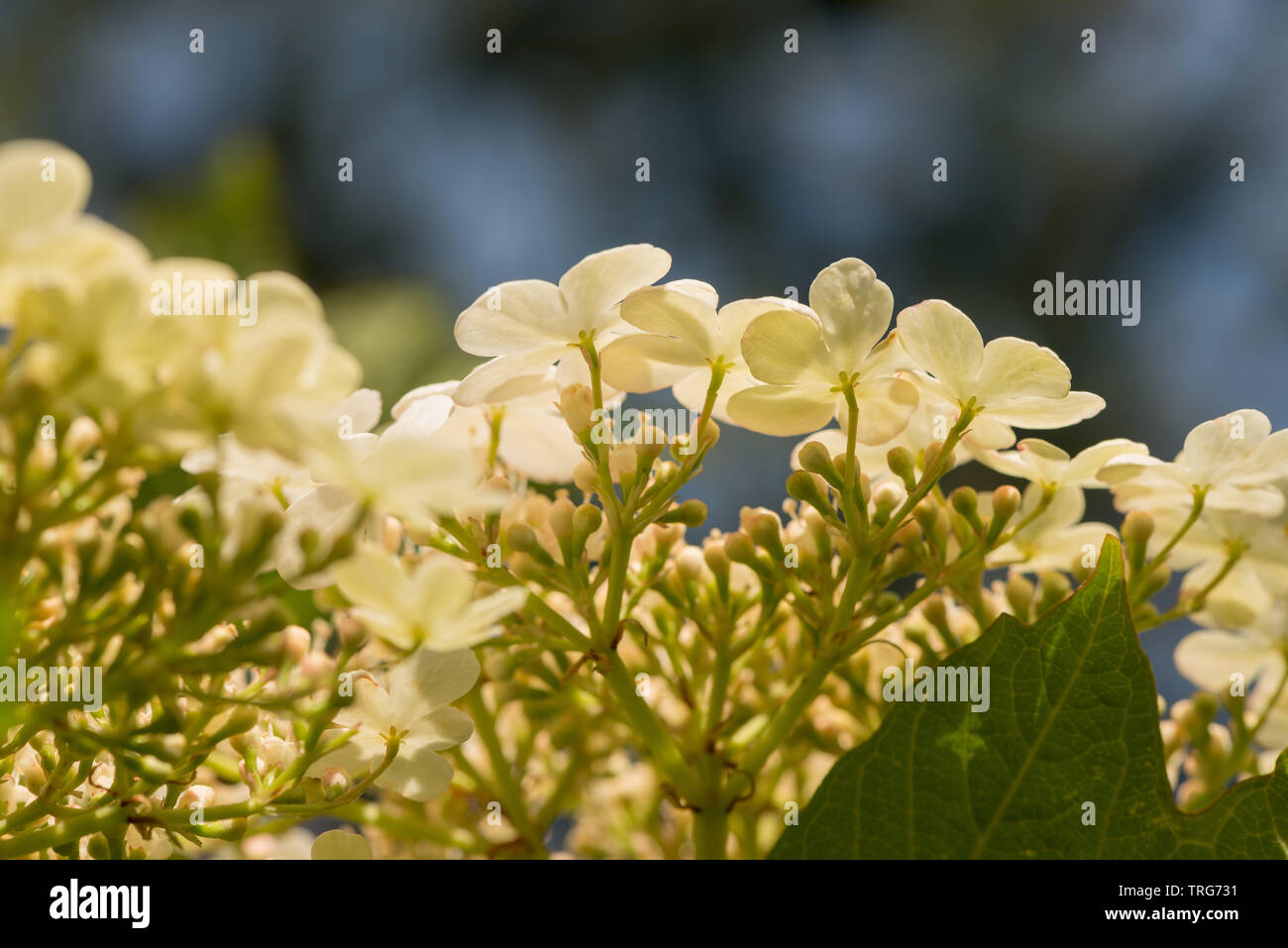 Wie hortensie Blumen, Der Gefüllte Schneeball - Viburnum opulus Compactum, Rose, hat wunderbare Umgänge von Blumen, kann aber durch viburnum Käferlarven befallen werden. Stockfoto