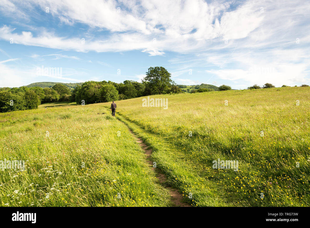 Ein Mann geht Weg entlang eines Pfades ein der Warren, einer Wiese mit wild wachsenden Blumen, an Hay-On-Wye, an einem sonnigen Nachmittag mit wispy weißen Wolken im blauen Himmel. Stockfoto