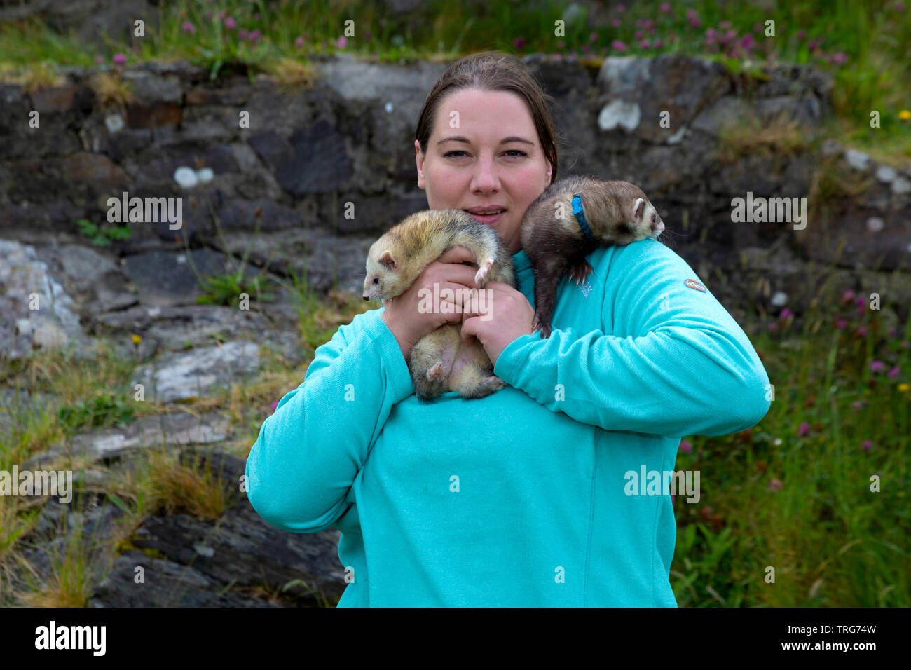 Junge Frau mit Haustier Frettchen, Tipperary, County Kerry, Irland Stockfoto