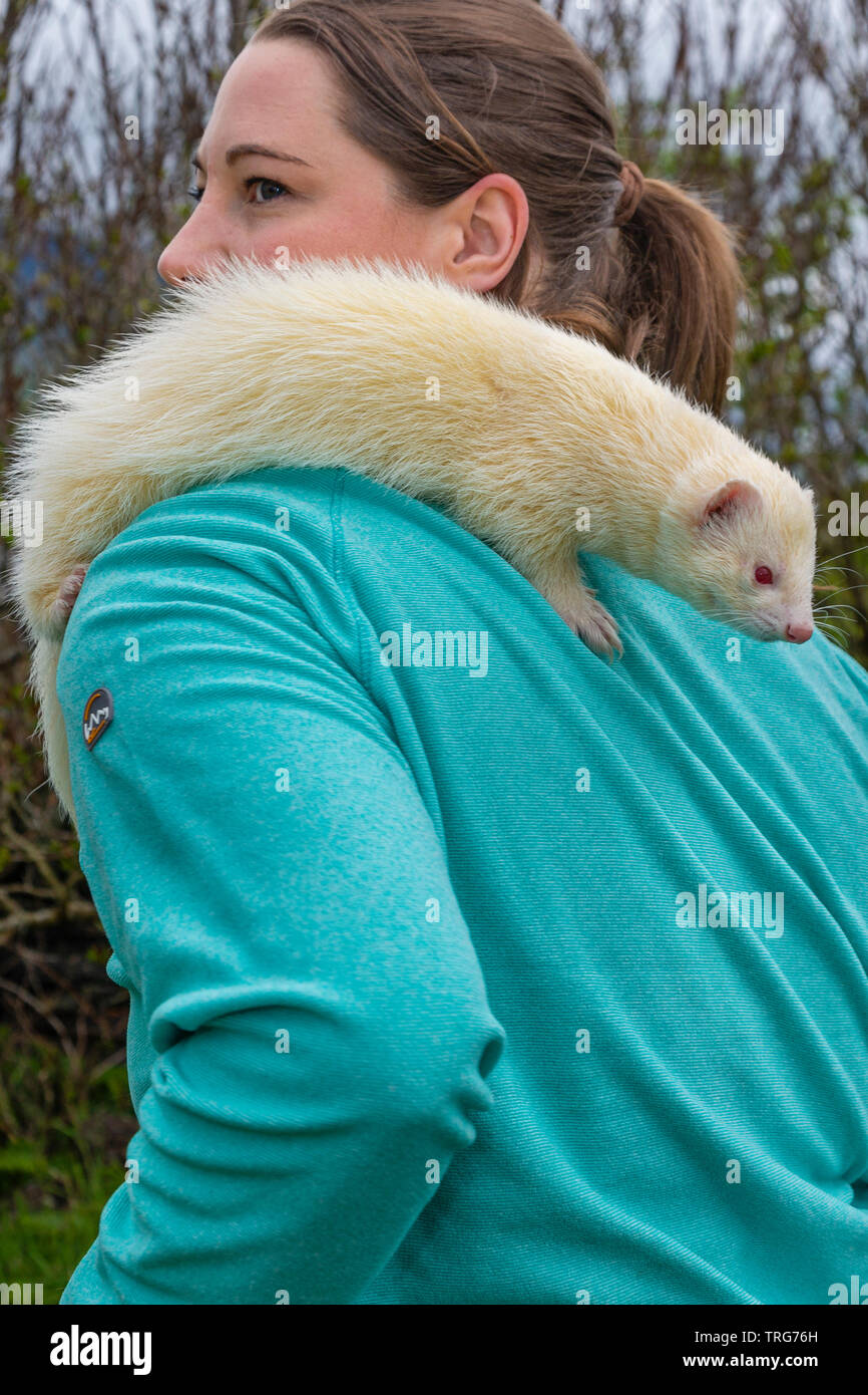 Junge Frau mit Haustier Frettchen, Tipperary, County Kerry, Irland Stockfoto