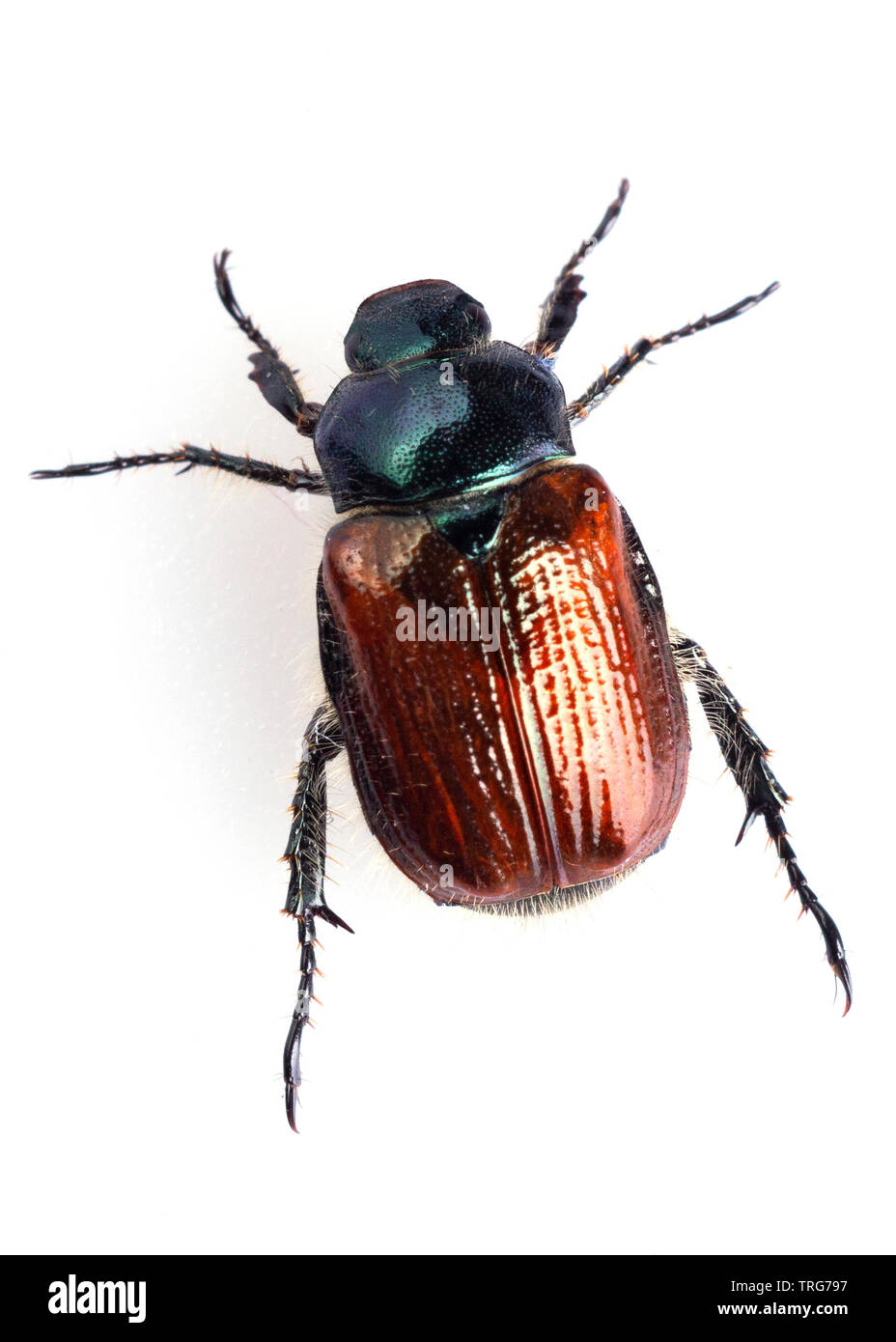 Ein lebendes Exemplar des Agonum sexpunctatum Käfer aus Gorleston, Norfolk, England Stockfoto