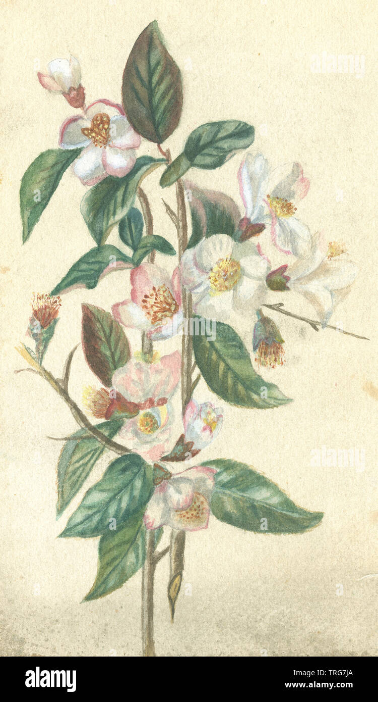 Antike c Aquarell 1890 von Apple Blossom (Malus pumila) Blumen und Blätter. Quelle: ORIGINAL GEMÄLDE Stockfoto