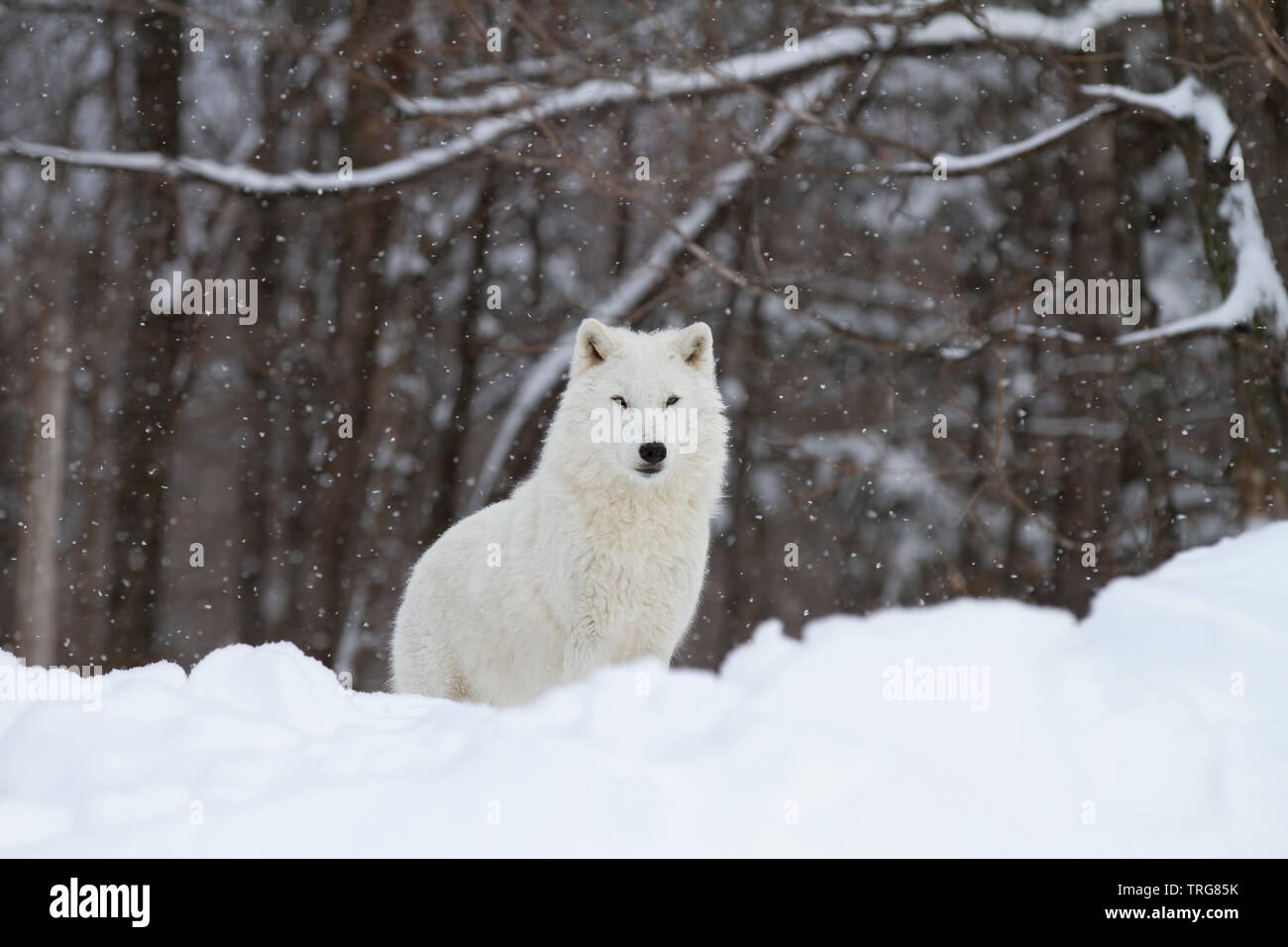 Arctic Wolf Jagd in den fallenden Schnee an einem kalten Wintertag in Kanada Stockfoto