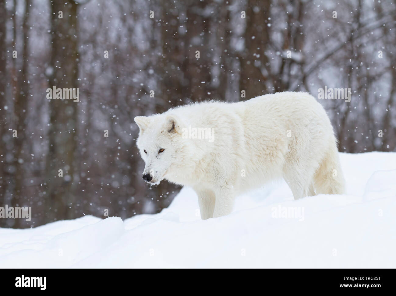 Arctic Wolf Jagd in den fallenden Schnee an einem kalten Wintertag in Kanada Stockfoto
