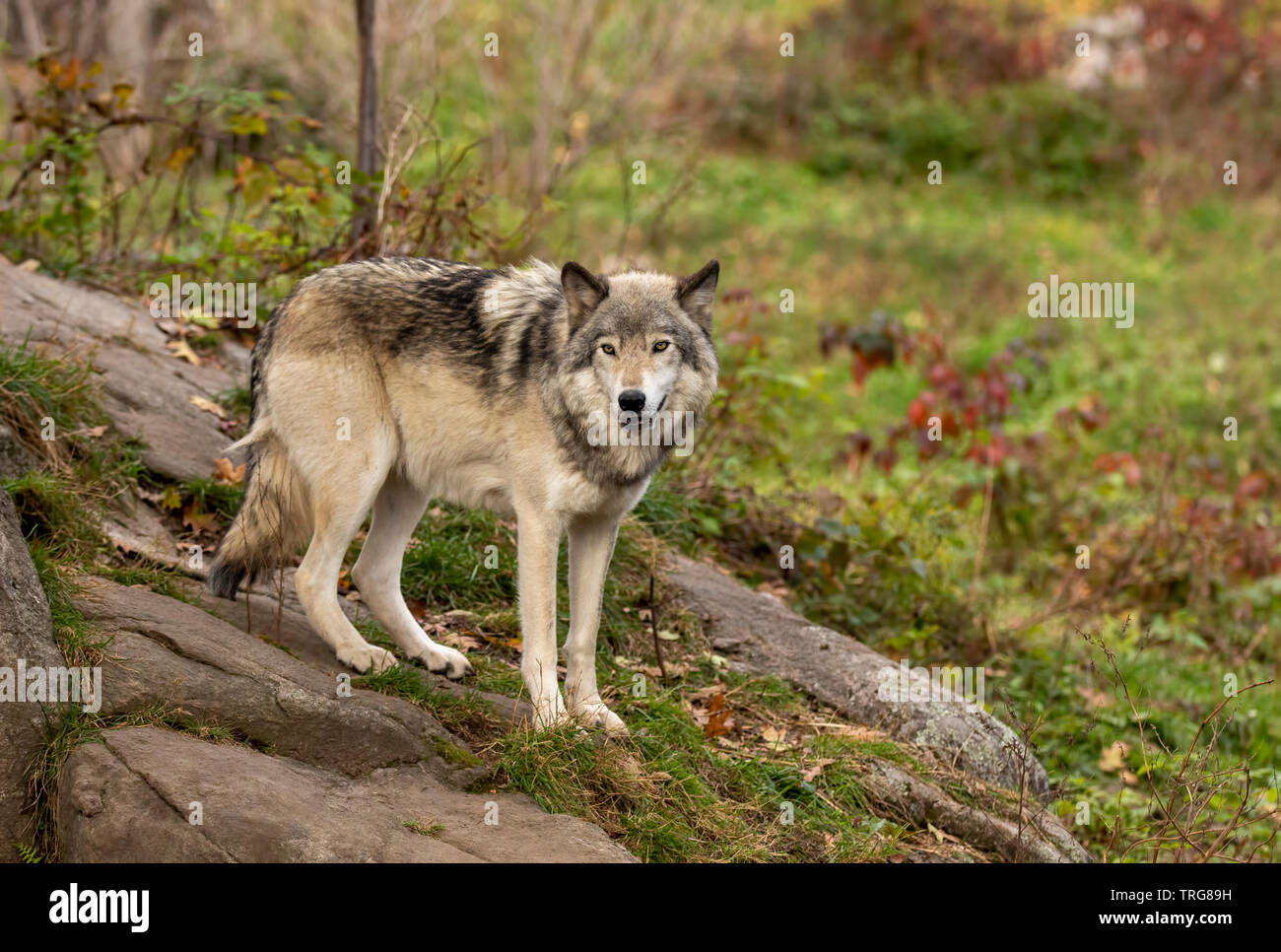 Ein einsamer Timber Wolf oder grauen Wolf Canis lupus stehend auf einer Felsenklippe an einem Herbsttag in Kanada Stockfoto