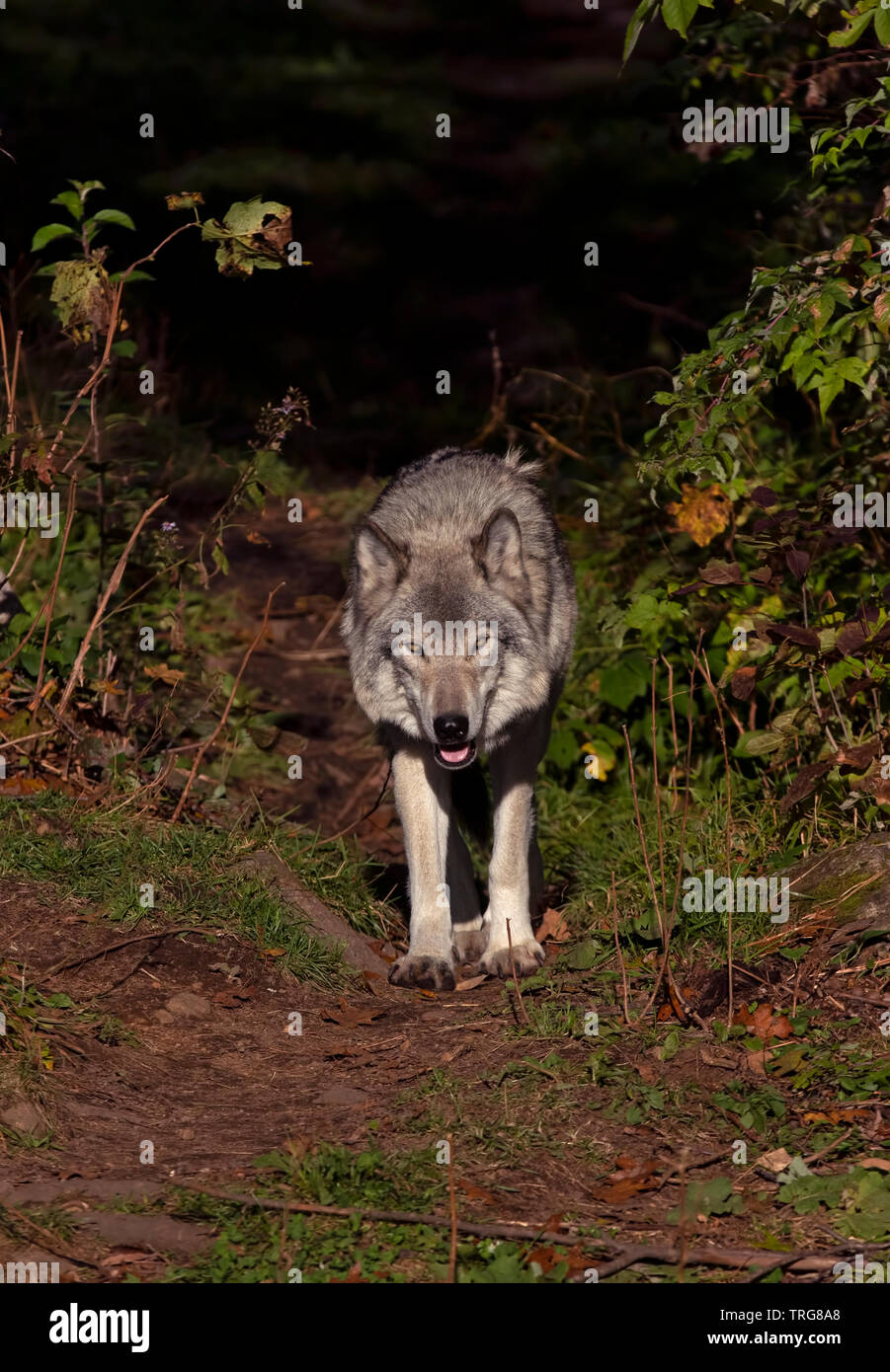 Ein einsamer Timber Wolf oder grauen Wolf Canis lupus stehend auf einer Felsenklippe an einem Herbsttag in Kanada Stockfoto