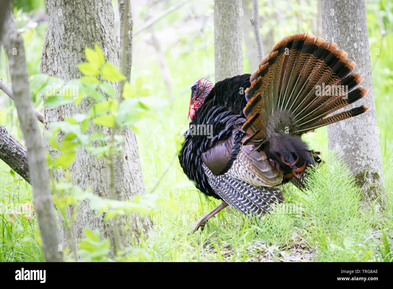 Östlichen wilde Türkei männlich (Meleagris gallopavo) durch den Wald in Kanada strutting Stockfoto