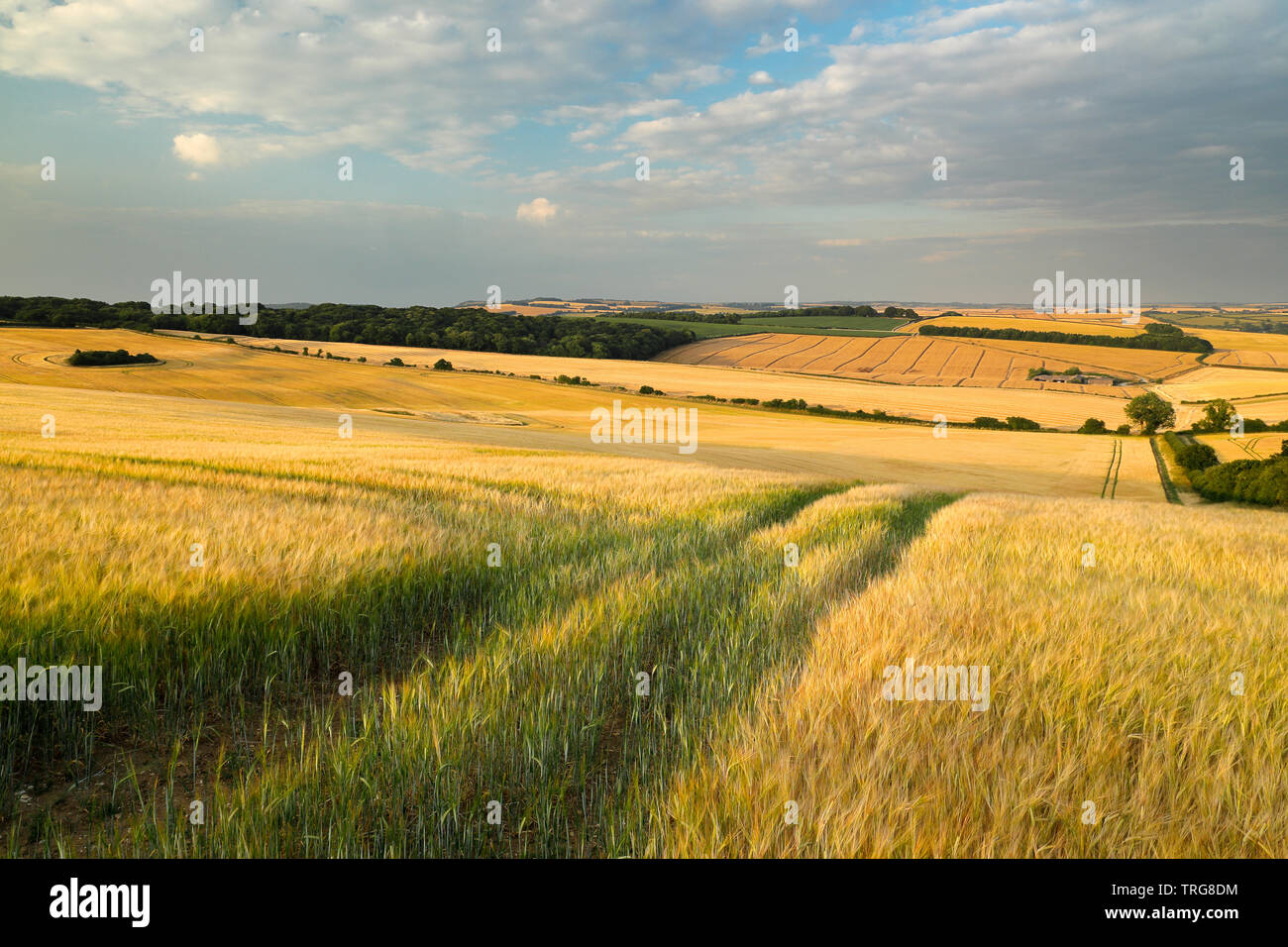 Ein Feld der goldene Gerste im Sommer, Piddle Tal, Dorset, England, Großbritannien Stockfoto