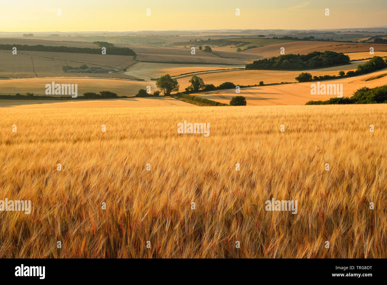 Ein Feld der goldene Gerste im Sommer, Piddle Tal, Dorset, England, Großbritannien Stockfoto