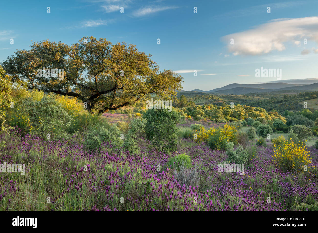 Die Farben der frühen Sommer in den Bereichen Beira Baixa, in der Nähe von Penamacor, Castelo Branco, Portugal Stockfoto