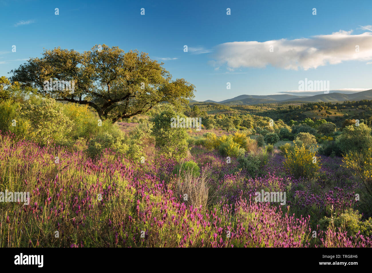 Die Farben der frühen Sommer in den Bereichen Beira Baixa, in der Nähe von Penamacor, Castelo Branco, Portugal Stockfoto