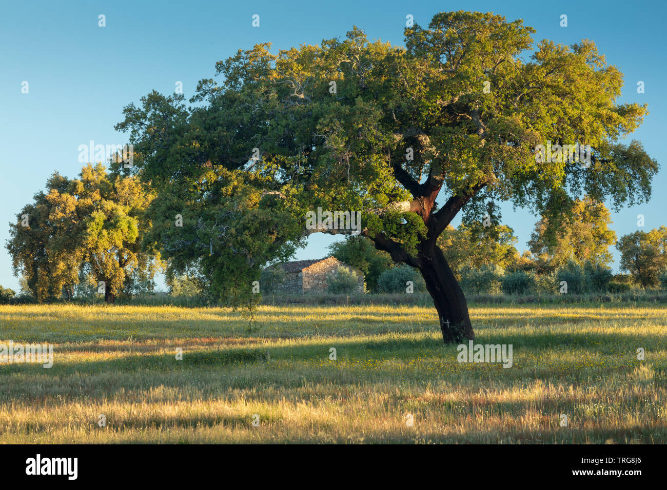 Erstes Licht auf einen Baum und Hütte in der Nähe von Medelim, Beira Baixa, Castelo Branco, Portugal Stockfoto