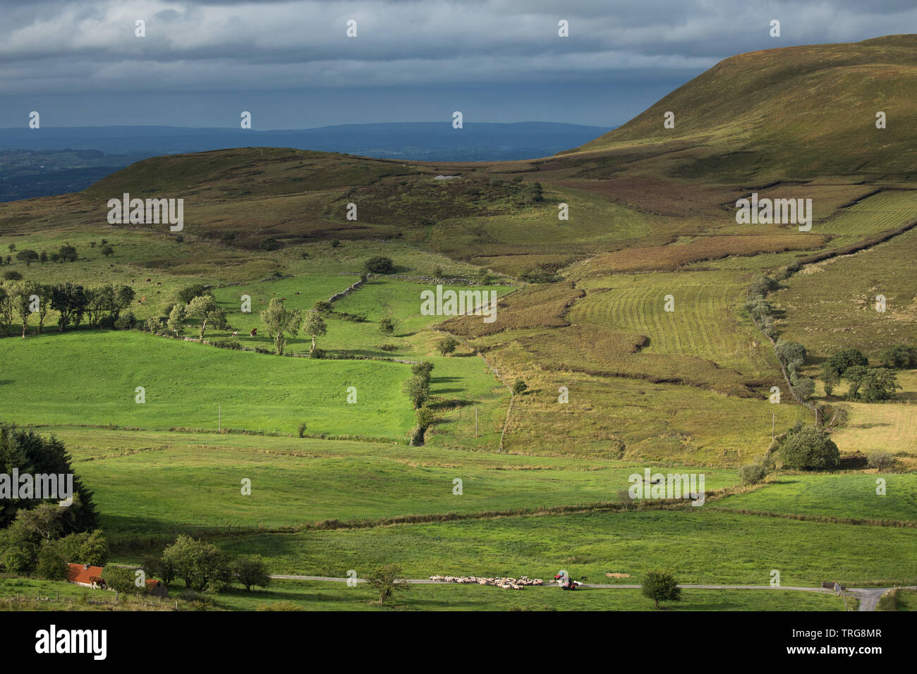 Schafe aufgerundet wird auf Gortalughany, Co Fermanagh, Nordirland, Großbritannien Stockfoto
