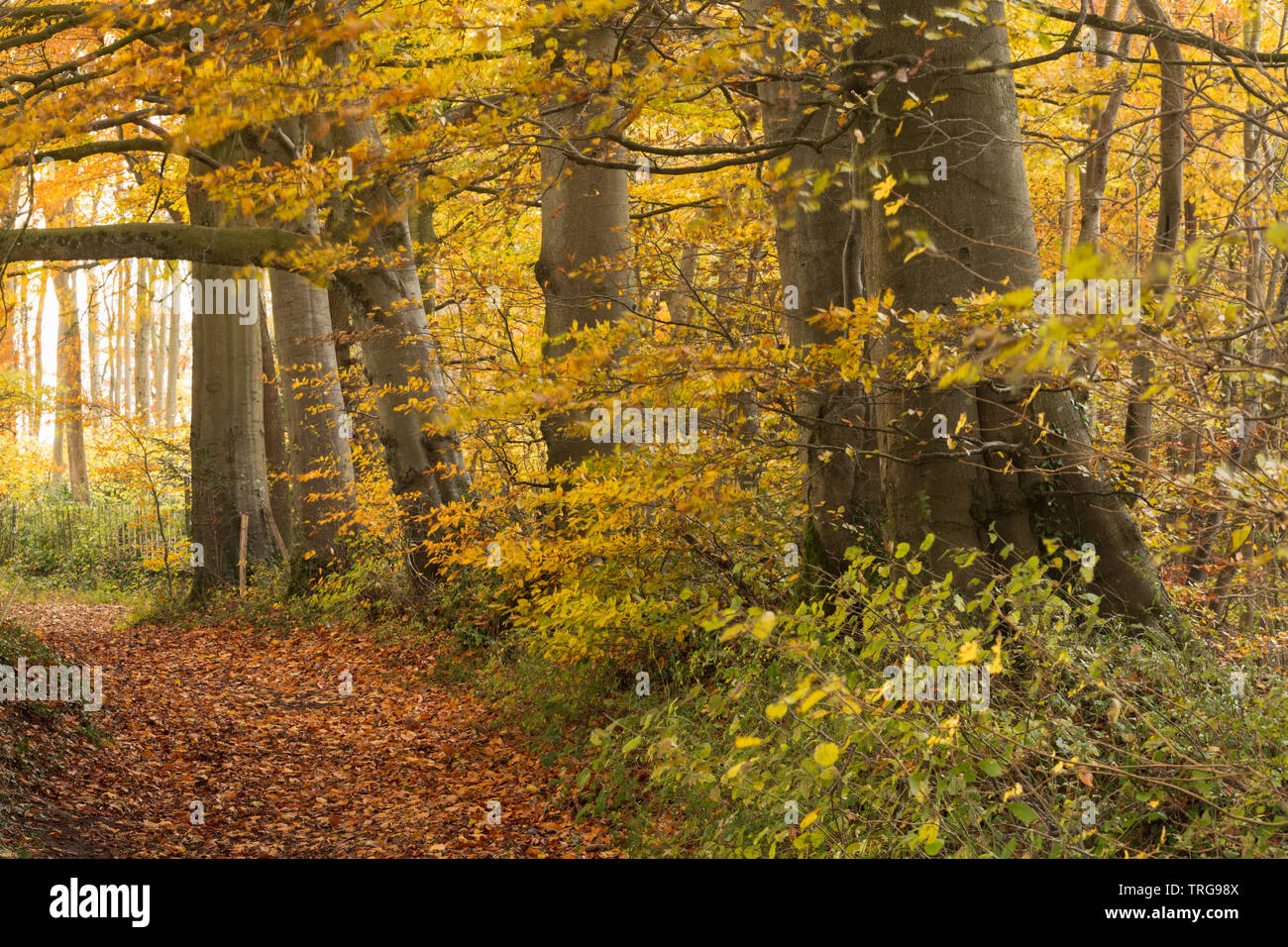 Herbstfarben im Crendle Hill Wood in der Nähe von Sandford Orcas, Dorset, England, Großbritannien Stockfoto