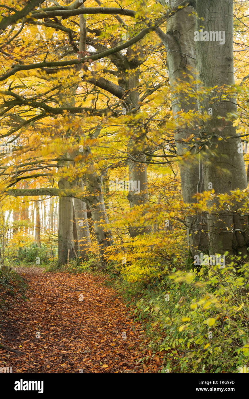 Herbstfarben im Crendle Hill Wood in der Nähe von Sandford Orcas, Dorset, England, Großbritannien Stockfoto