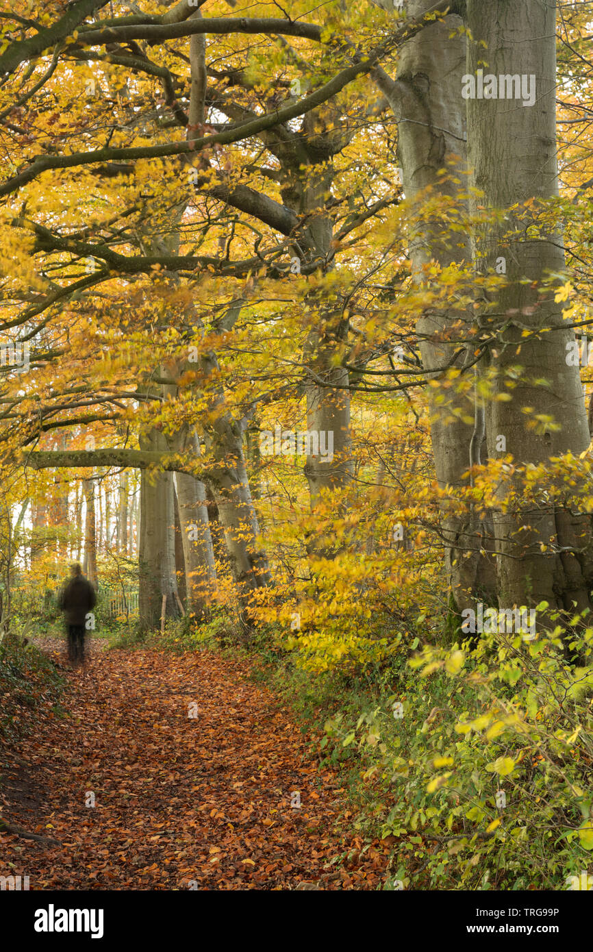 Ein Wanderer unter den Farben des Herbstes in Crendle Hill Wood in der Nähe von Sandford Orcas, Dorset, England, Großbritannien Stockfoto