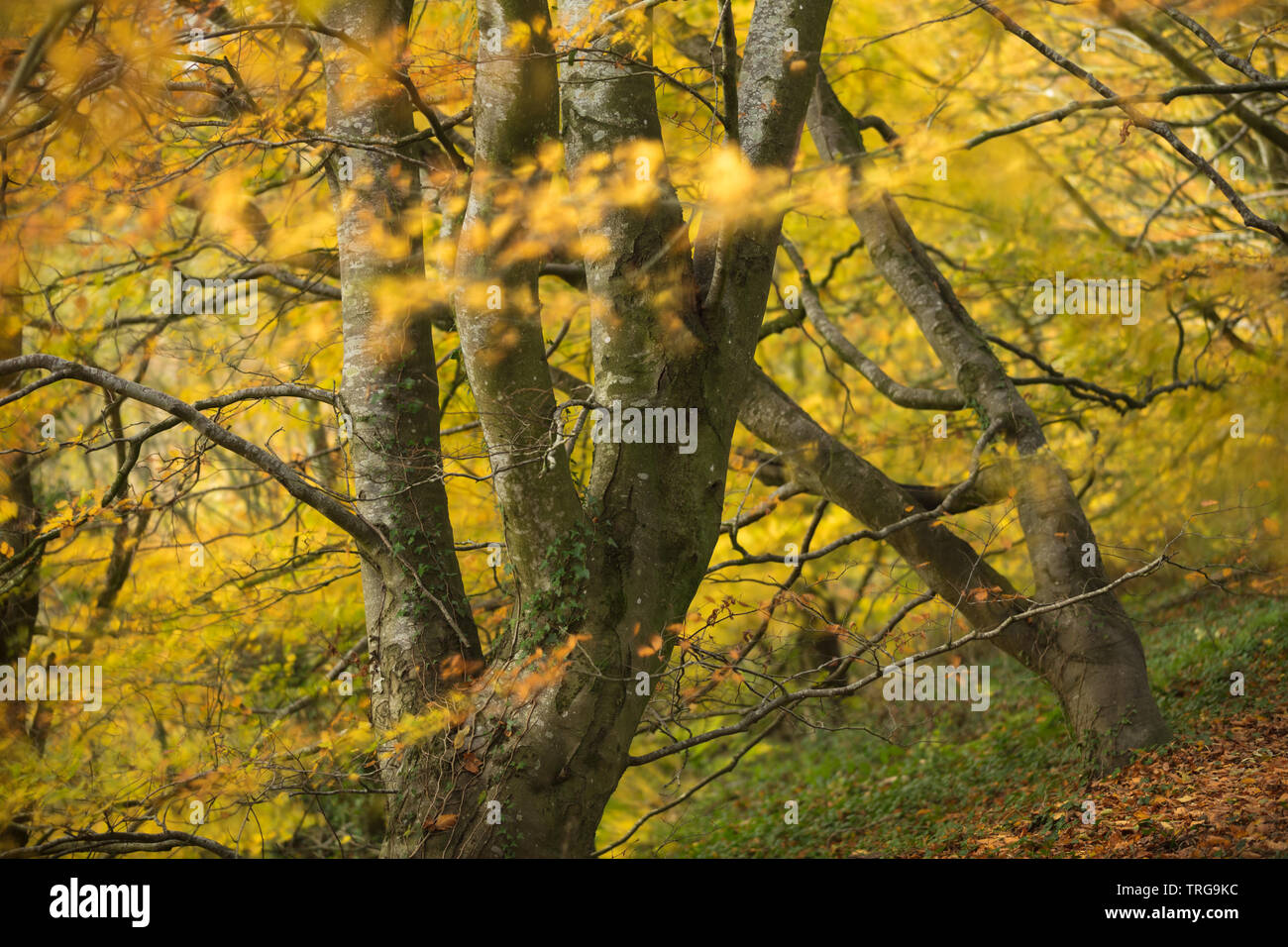 Herbstfarben im Holway Woods in der Nähe von Sandford Orcas, Dorset, England, Großbritannien Stockfoto