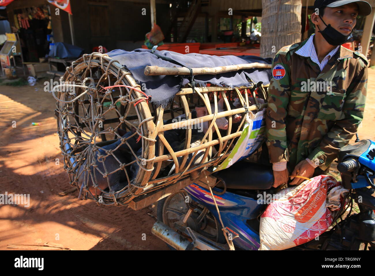 Siem Reap/Kambodscha - 3. März 2017 - Verkäufer verkaufen das Schwein auf der Straße. Stockfoto