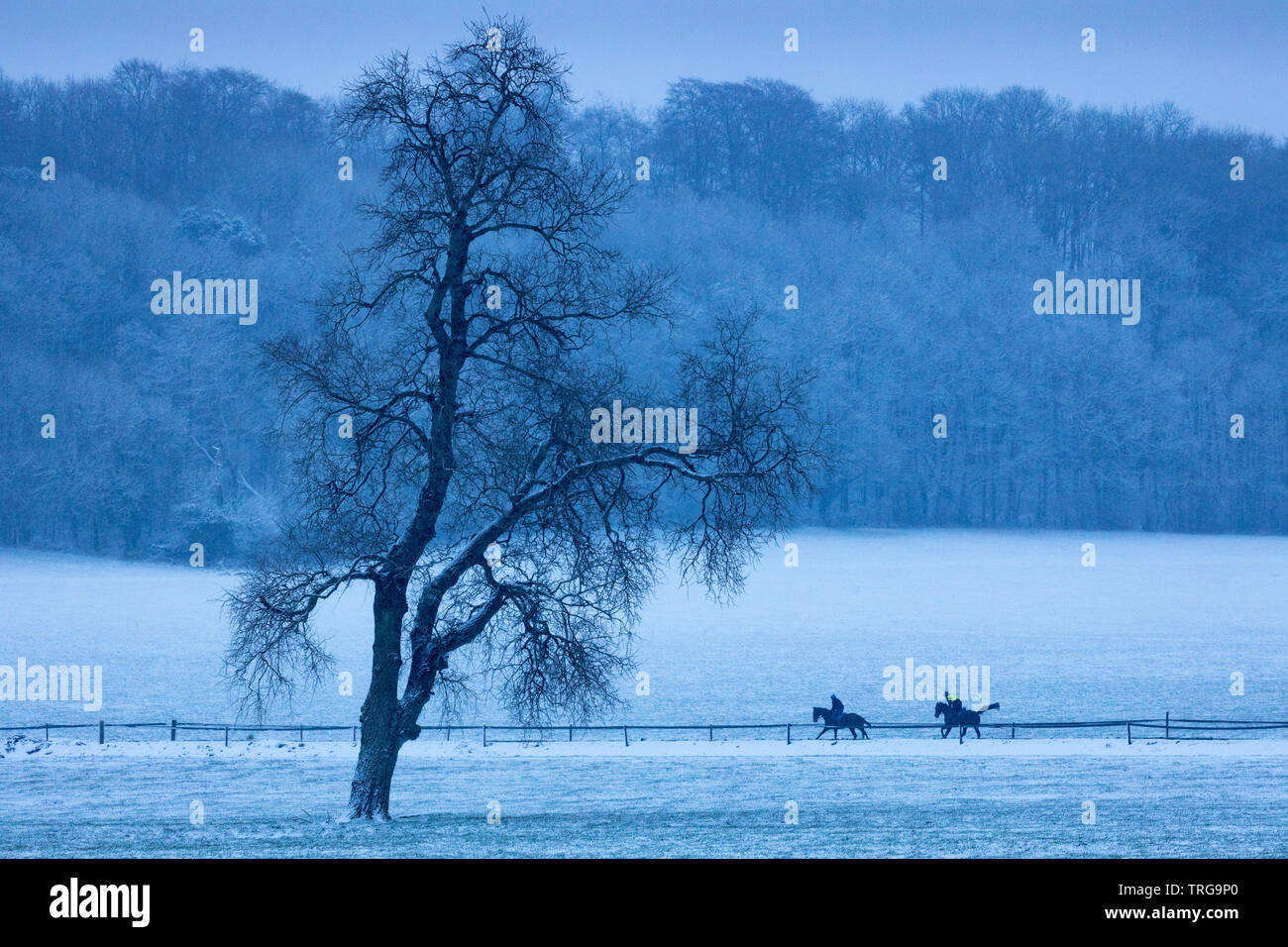 Rennen Pferde im Schnee ausgeübt, Venn Farm, milborne Port, Somerset, England, Großbritannien Stockfoto