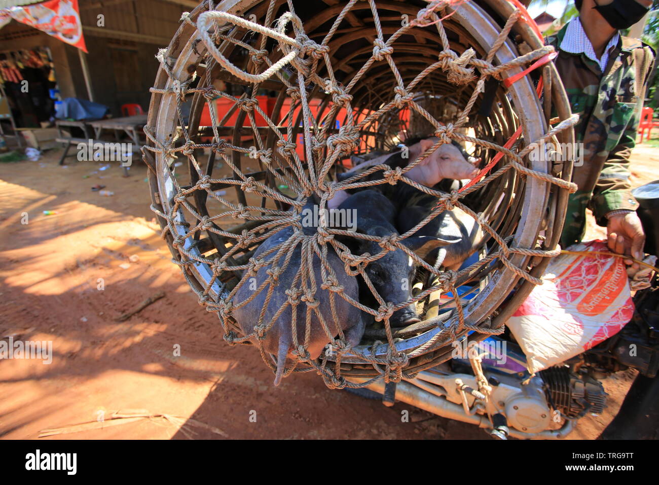 Siem Reap/Kambodscha - 3. März 2017 - Verkäufer verkaufen das Schwein auf der Straße. Stockfoto