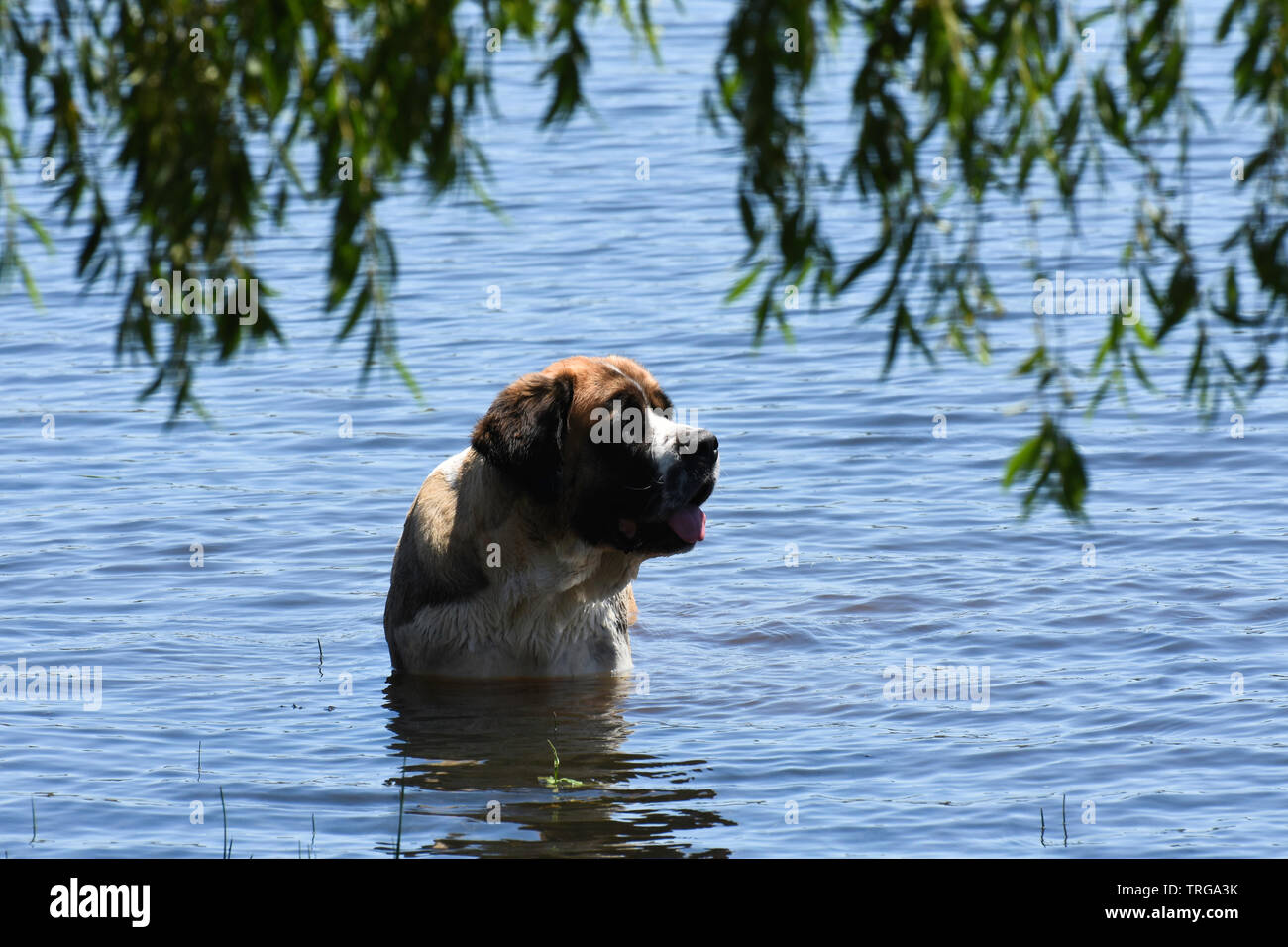 Bernhardiner Hund Schwimmen in einem See Stockfoto