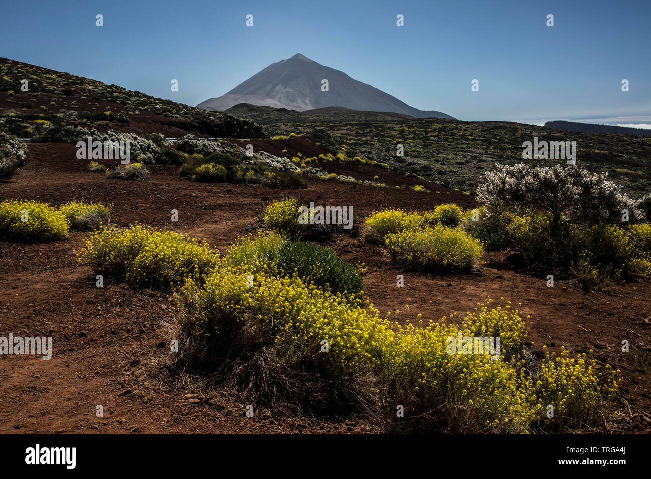 Mount Teide Gipfel über den Nationalpark Teide, Teneriffa, Spanien gesehen Stockfoto