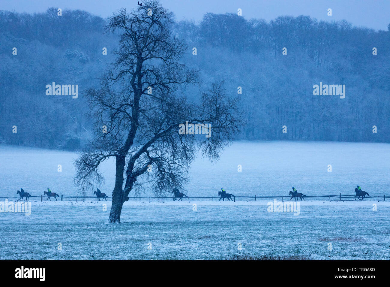 Rennen Pferde im Schnee ausgeübt, Venn Farm, milborne Port, Somerset, England, Großbritannien Stockfoto