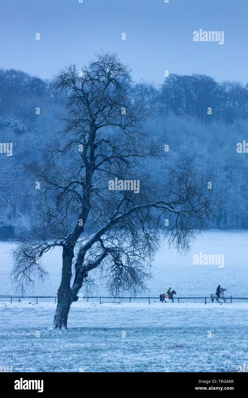 Rennpferde im Schnee ausgeübt, Venn Farm, milborne Port, Somerset, England, Großbritannien Stockfoto