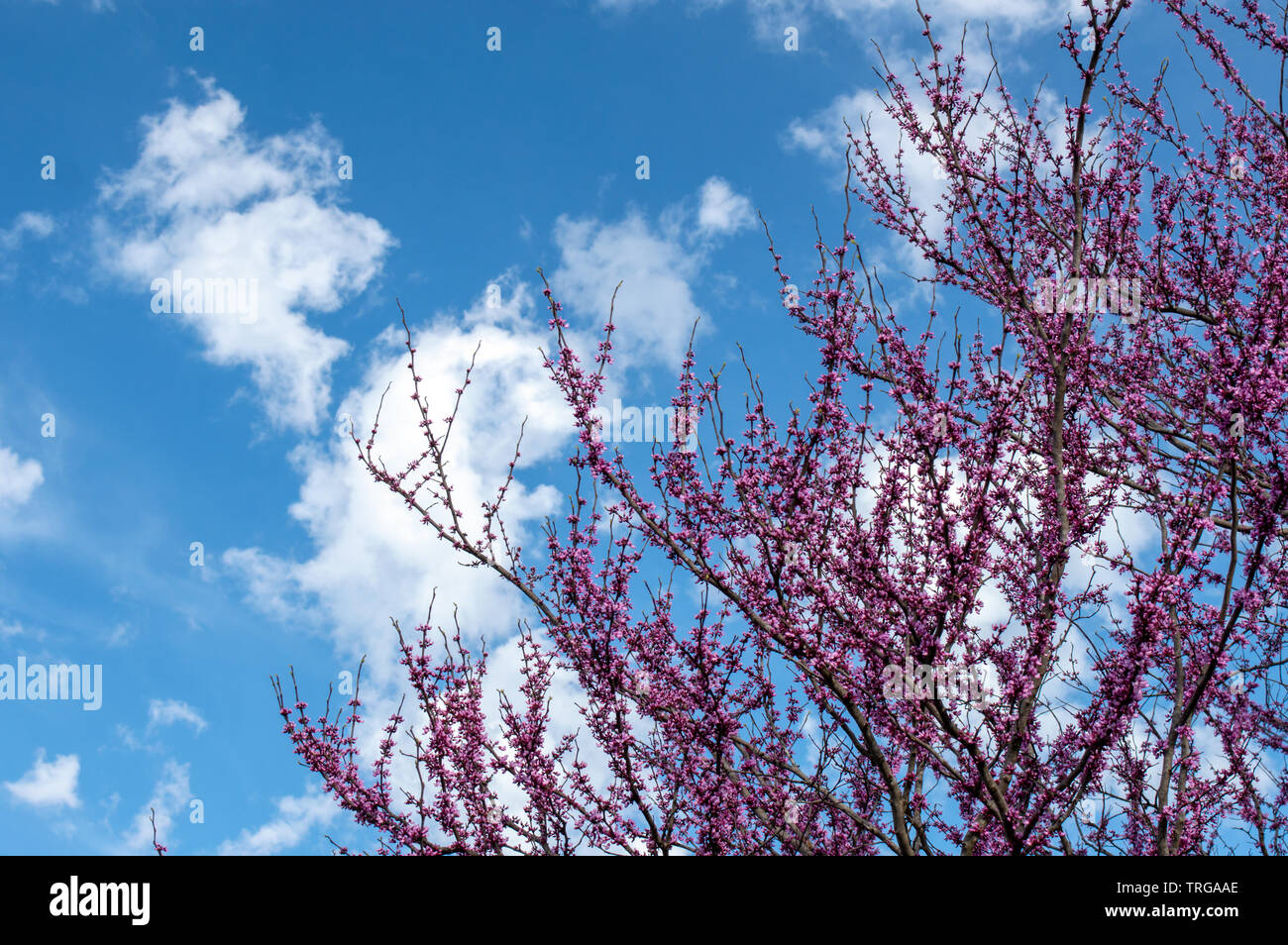 Blauer Himmel, weiße Wolken und magentafarbene Blüten auf einem Redbud tree macht eine schöne Szene im Südwesten Missouri. Stockfoto