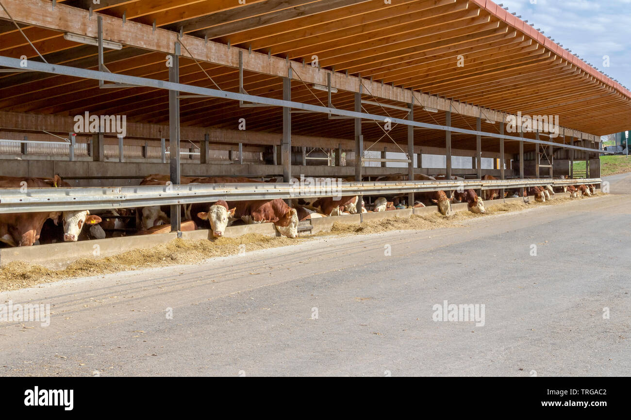 Einige Rinder im Feed in einer Scheune in sonnigem Ambiente in Süddeutschland gesehen Stockfoto