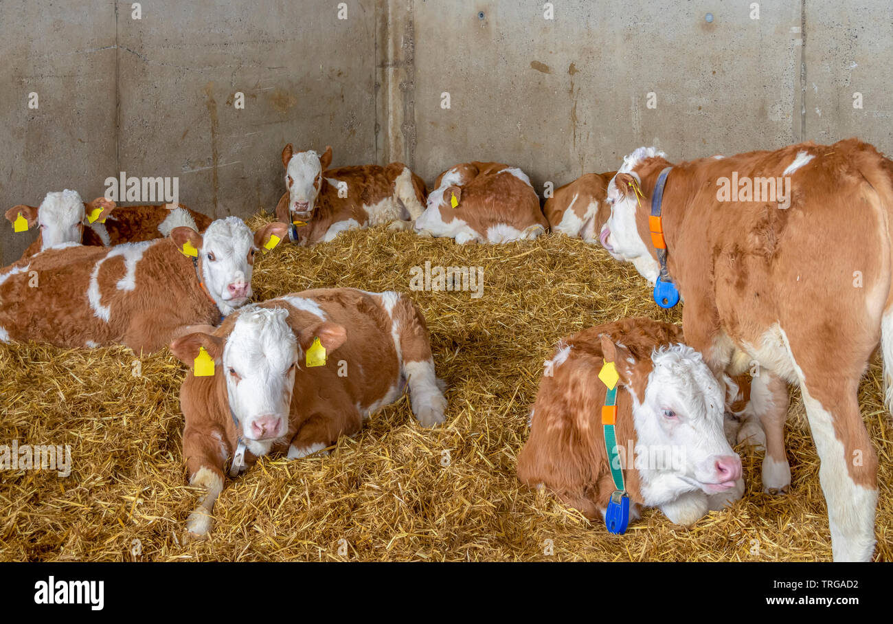 Einige Rinder in einem Stall in Süddeutschland gesehen ruhen Stockfoto