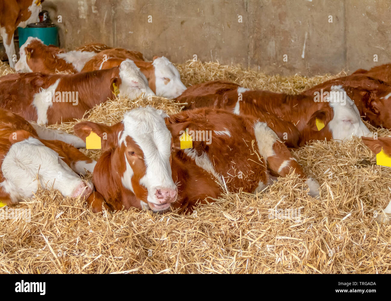 Einige Rinder in einem Stall in Süddeutschland gesehen ruhen Stockfoto
