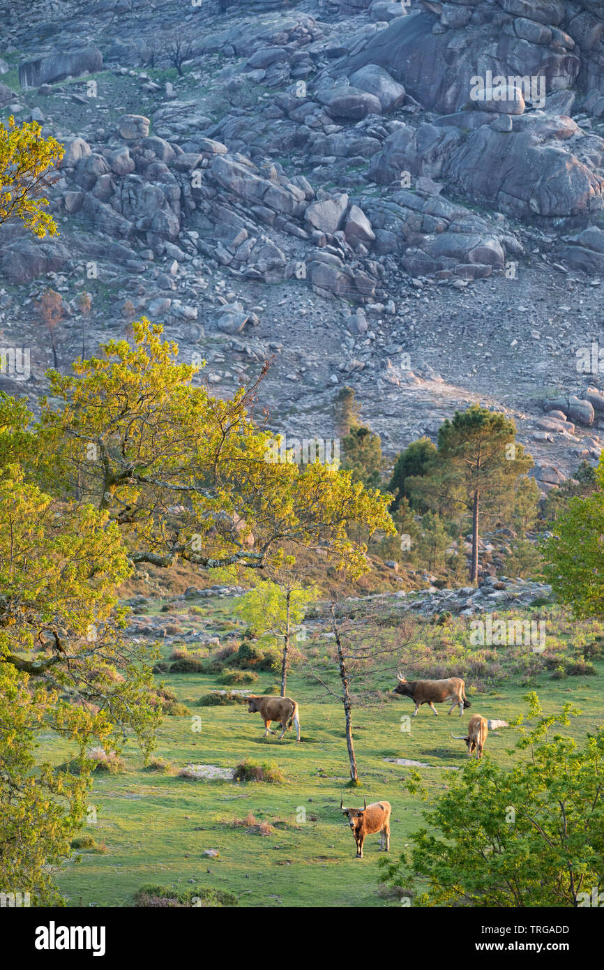 Vieh und Bäume fangen das letzte Licht des Tages an den Hängen des Lamas, Nationalpark Peneda-Gerês, Braga, Portugal Stockfoto