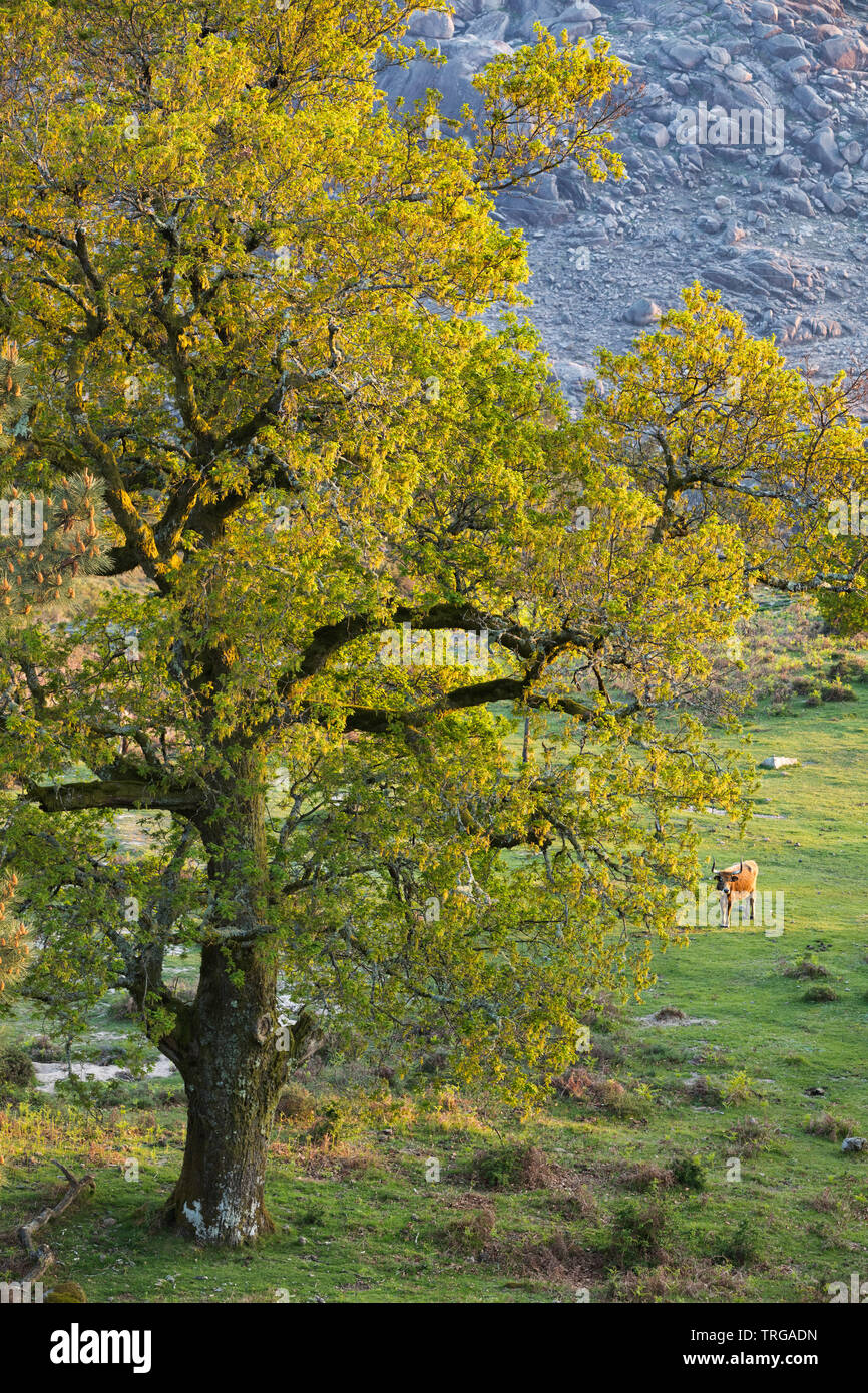 Vieh und Bäume fangen das letzte Licht des Tages an den Hängen des Lamas, Nationalpark Peneda-Gerês, Braga, Portugal Stockfoto