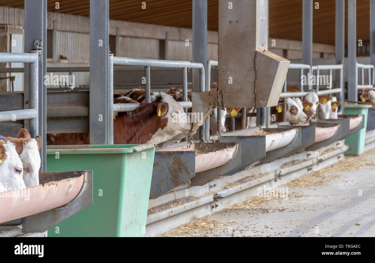 Einige Rinder im Feed in einem Stall in Süddeutschland gesehen Stockfoto