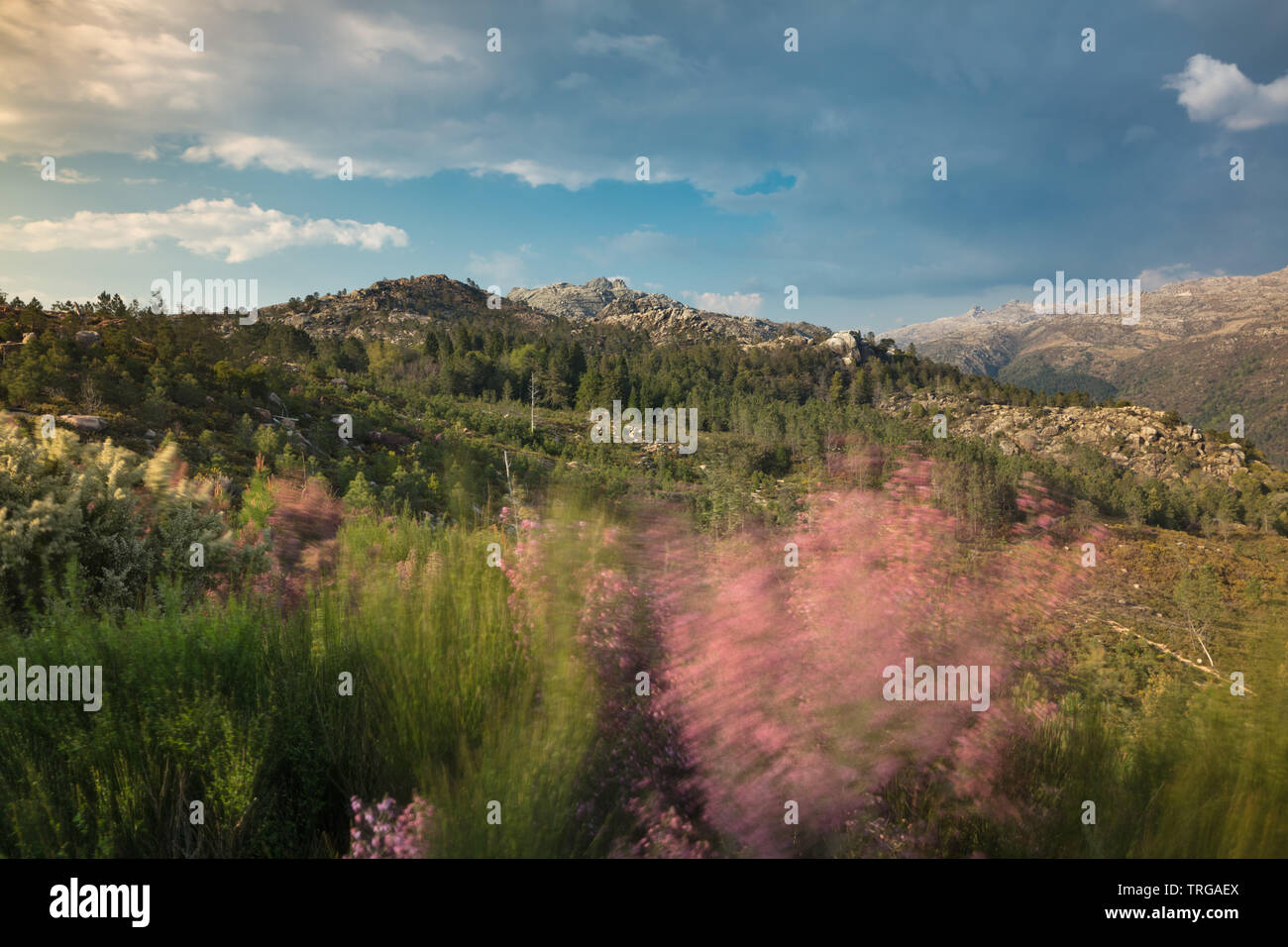 Wilde Blumen im Wind an Junceda, Nationalpark Peneda-Gerês, Braga, Portugal Stockfoto