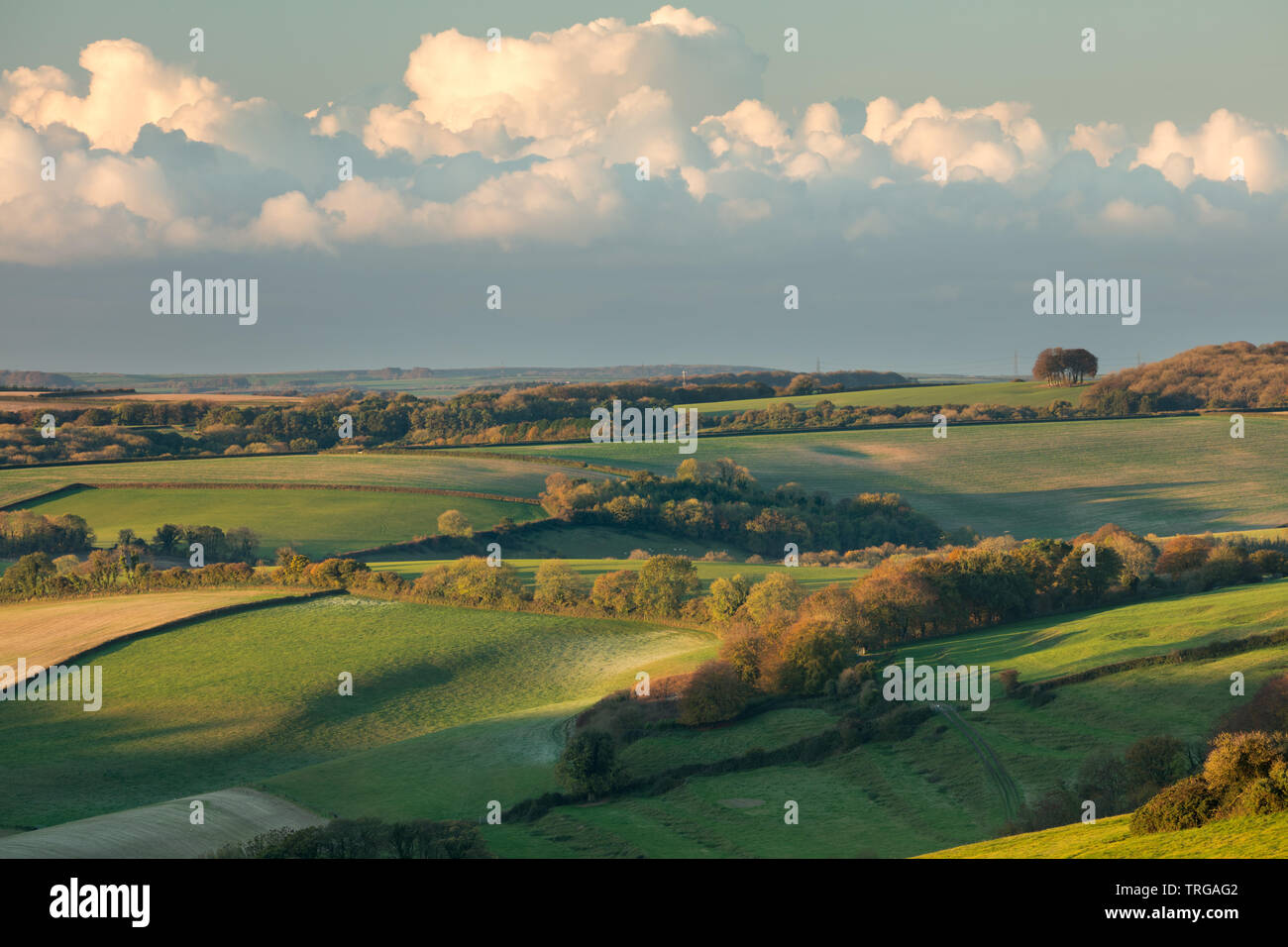 Die hügelige Landschaft rund um Plüsch im Herbst von Ball Hill, Dorset, England, Großbritannien Stockfoto