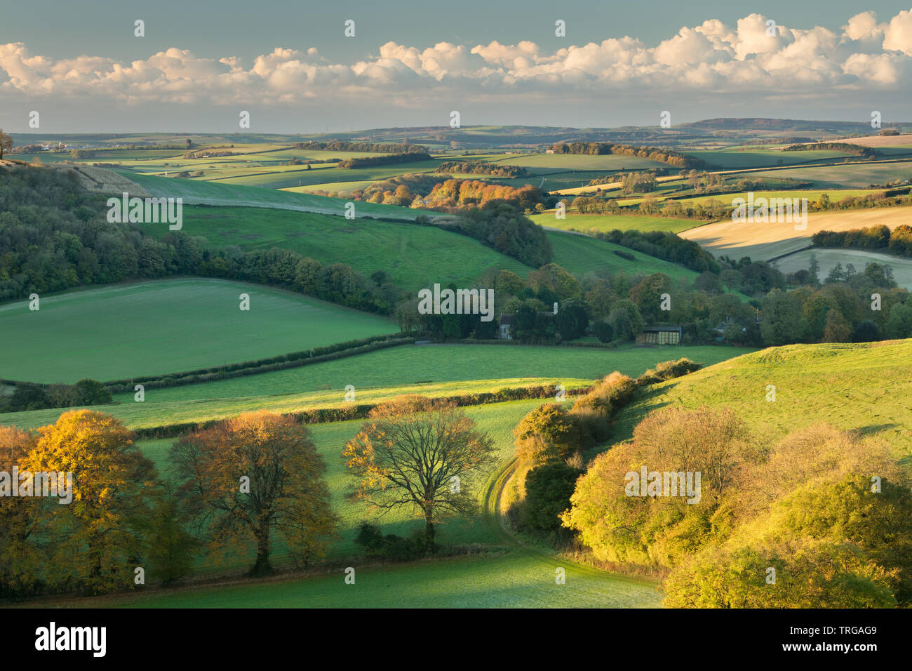 Die hügelige Landschaft rund um Plüsch im Herbst von Ball Hill, Dorset, England, Großbritannien Stockfoto